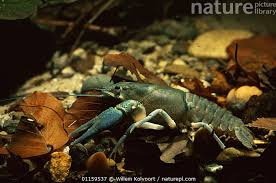 Attēlu rezultāti vaicājumam “Astacus astacus”