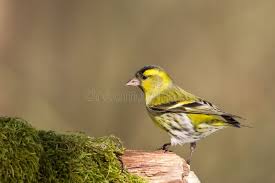 Attēlu rezultāti vaicājumam “Carduelis spinus”