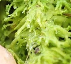 Attēlu rezultāti vaicājumam “Metzgeria violacea”