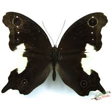 Attēlu rezultāti vaicājumam “Coenonympha glycerion underside”