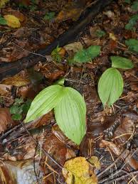Attēlu rezultāti vaicājumam “Cypripedium calceolus leaf”
