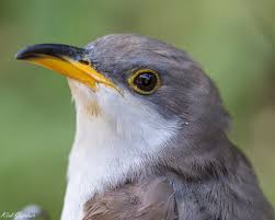 Image result for Coccyzus americanus