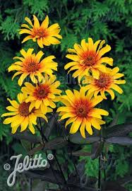 Image result for Heliopsis scabra