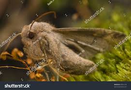 Attēlu rezultāti vaicājumam “Eupsilia transversa”