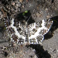 Attēlu rezultāti vaicājumam “Epirrhoe tristata imago”