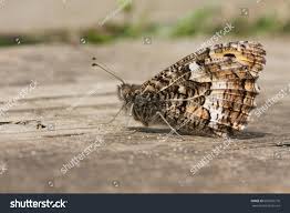 Attēlu rezultāti vaicājumam “Hipparchia semele underside”