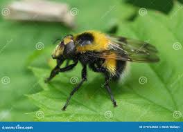 Attēlu rezultāti vaicājumam “Volucella bombylans”