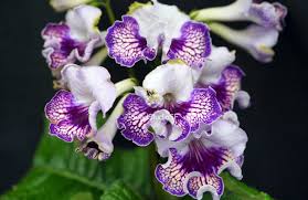 Image result for Streptocarpus