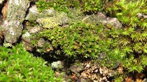 Attēlu rezultāti vaicājumam “Syntrichia latifolia”