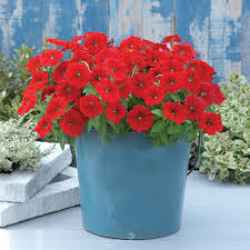 Image result for Petunia hybrida