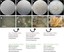 Attēlu rezultāti vaicājumam “Schizophyllum commune”