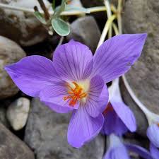 Attēlu rezultāti vaicājumam “Crocus speciosus”