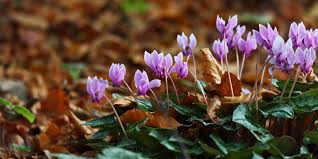 Attēlu rezultāti vaicājumam “Cyclamen hederifolium”