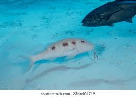 Image result for Pseudupeneus maculatus