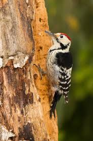 Attēlu rezultāti vaicājumam “Dendrocopos leucotos”