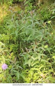 Attēlu rezultāti vaicājumam “Inula salicina leaf”