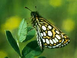 Attēlu rezultāti vaicājumam “Heteropterus morpheus underside”
