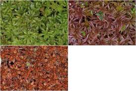 Attēlu rezultāti vaicājumam “Sphagnum fallax sporophyte”