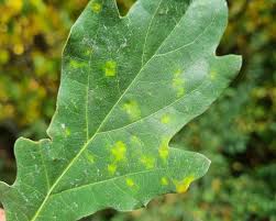 Attēlu rezultāti vaicājumam “Neuroterus quercusbaccarum”