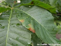 Attēlu rezultāti vaicājumam “Aesculus x hybrida leaf”