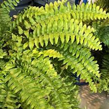 Image result for НЕФРОЛЕПИС (Nephrolepis