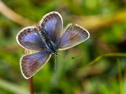 Attēlu rezultāti vaicājumam “Plebejus argus female”