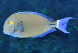 Image result for Acanthurus blochii