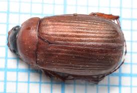 Attēlu rezultāti vaicājumam “Serica brunnea”