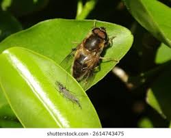 Attēlu rezultāti vaicājumam “Eristalis sp.”