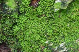 Attēlu rezultāti vaicājumam “Fissidens”