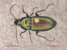 Attēlu rezultāti vaicājumam “Poecilus versicolor”