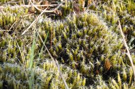 Attēlu rezultāti vaicājumam “Campylopus introflexus”