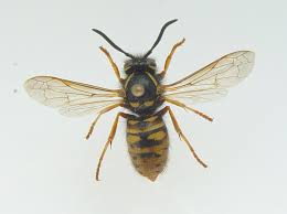 Attēlu rezultāti vaicājumam “Vespula rufa”
