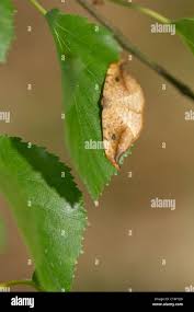 Attēlu rezultāti vaicājumam “Drepana falcataria”