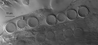 Attēlu rezultāti vaicājumam “Pachyphloeus melanoxanthus”