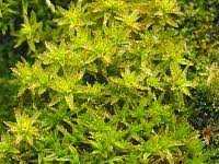 Attēlu rezultāti vaicājumam “Orthotrichum, Nyholmiella”