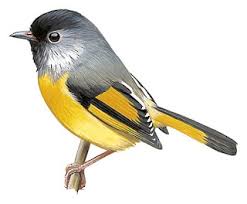 Attēlu rezultāti vaicājumam “Fuligo luteonitens macro”