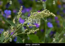 Image result for Chenopodium album