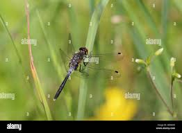 Attēlu rezultāti vaicājumam “Leucorrhinia albifrons female”