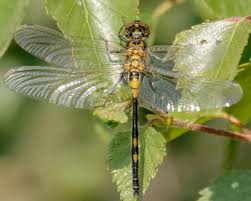 Attēlu rezultāti vaicājumam “Leucorrhinia dubia male”