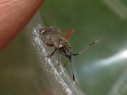 Attēlu rezultāti vaicājumam “Closterotomus biclavatus imago”