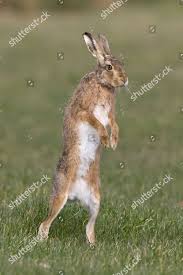 Attēlu rezultāti vaicājumam “Lepus europaeus adult”