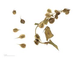 Attēlu rezultāti vaicājumam “Fallopia dumetorum”