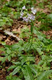Attēlu rezultāti vaicājumam “Cardamine bulbifera flower”