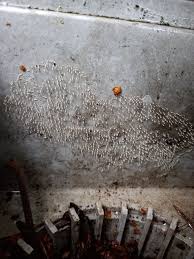 Attēlu rezultāti vaicājumam “Diachea leucopodia stalked”