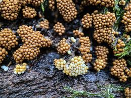 Attēlu rezultāti vaicājumam “Hemitrichia decipiens var. hemitrichoides spores”