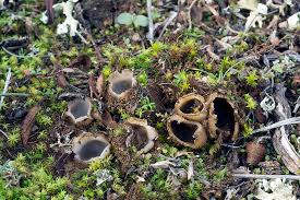 Attēlu rezultāti vaicājumam “Geopora arenicola”