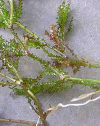 Attēlu rezultāti vaicājumam “Najas minor”