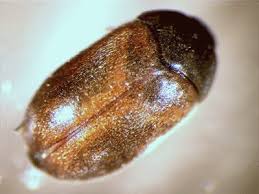 Attēlu rezultāti vaicājumam “Attagenus smirnovi”