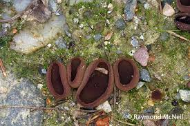 Attēlu rezultāti vaicājumam “Peziza badia”